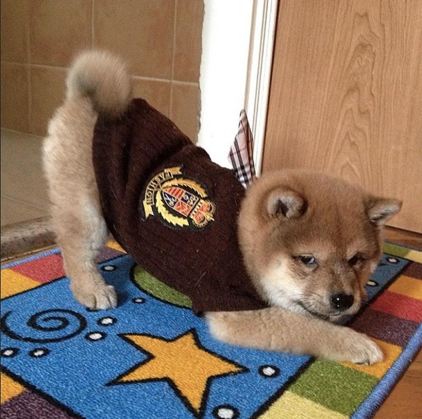 27 reasons why Shiba Inu dogs are the best