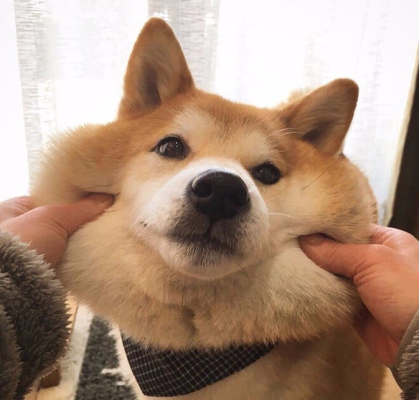 27 reasons why Shiba Inu dogs are the best