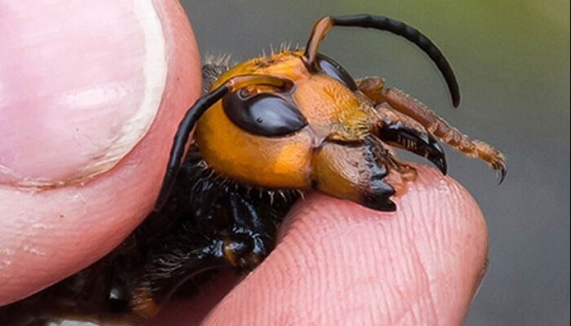 30 absolutely useless things that exist for some reason 30 absolutely useless things that exist for some reason