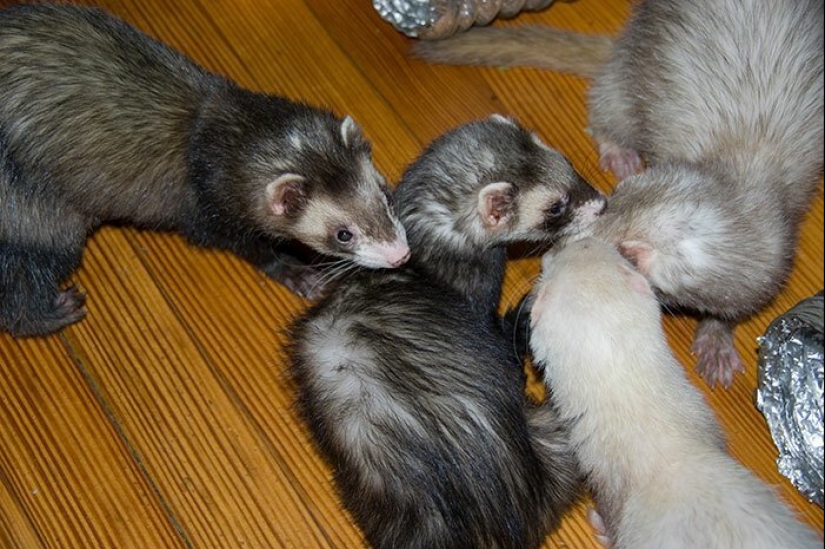 30 amazing facts that at first glance seem absurd 30 amazing facts that at first glance seem absurd