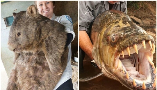 30+ animales, real tamaños que le sorprenderá