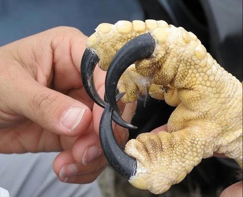 30+ animals, real sizes which will surprise you 30+ animals, real sizes which will surprise you