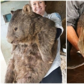 30+ animals, real sizes which will surprise you