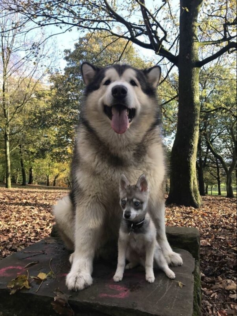 30+ animals, real sizes which will surprise you 30+ animals, real sizes which will surprise you