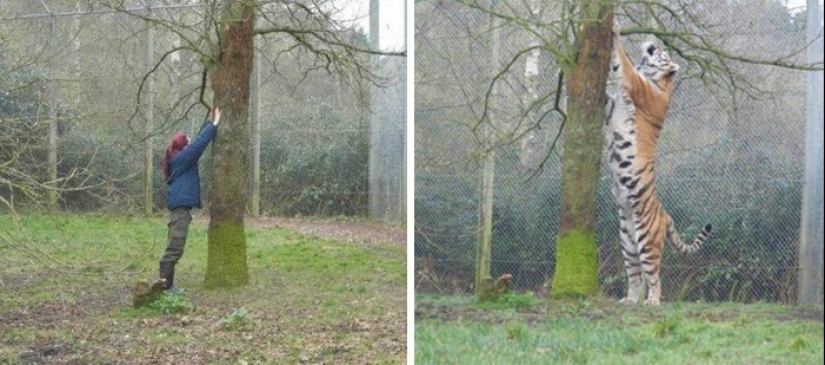 30+ animals, real sizes which will surprise you 30+ animals, real sizes which will surprise you