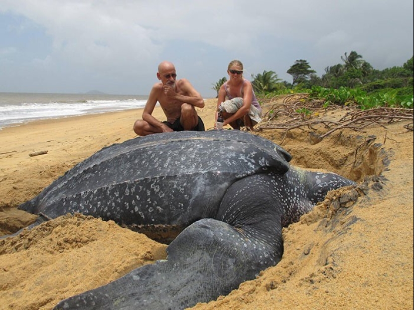 30+ animals, real sizes which will surprise you 30+ animals, real sizes which will surprise you