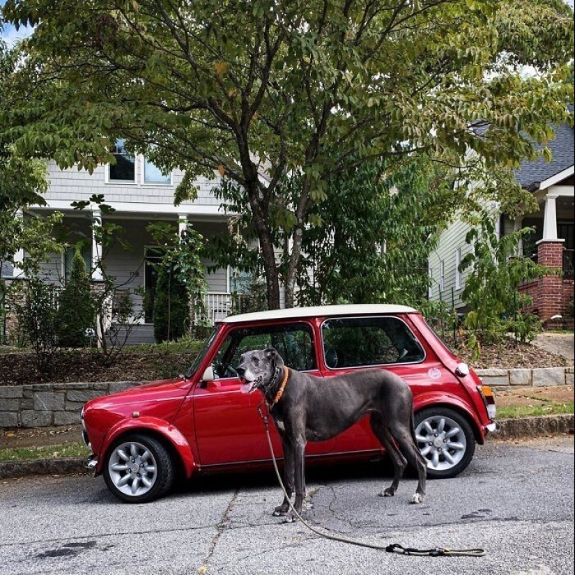 30+ animals, real sizes which will surprise you 30+ animals, real sizes which will surprise you