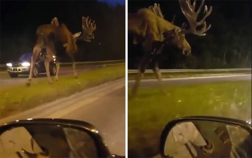 30+ animals, real sizes which will surprise you 30+ animals, real sizes which will surprise you