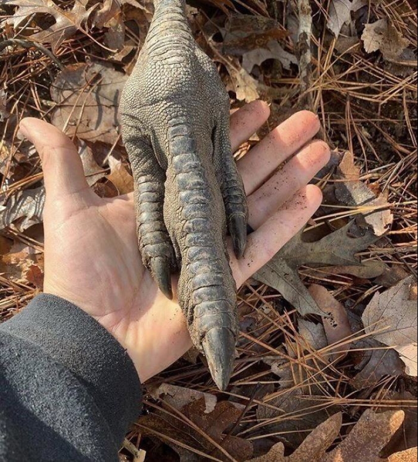 30+ animals, real sizes which will surprise you 30+ animals, real sizes which will surprise you