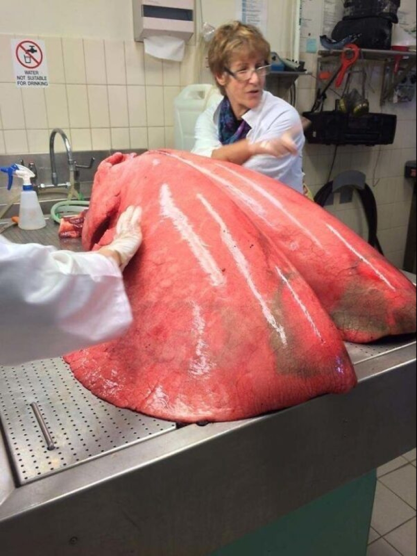 30+ animals, real sizes which will surprise you 30+ animals, real sizes which will surprise you