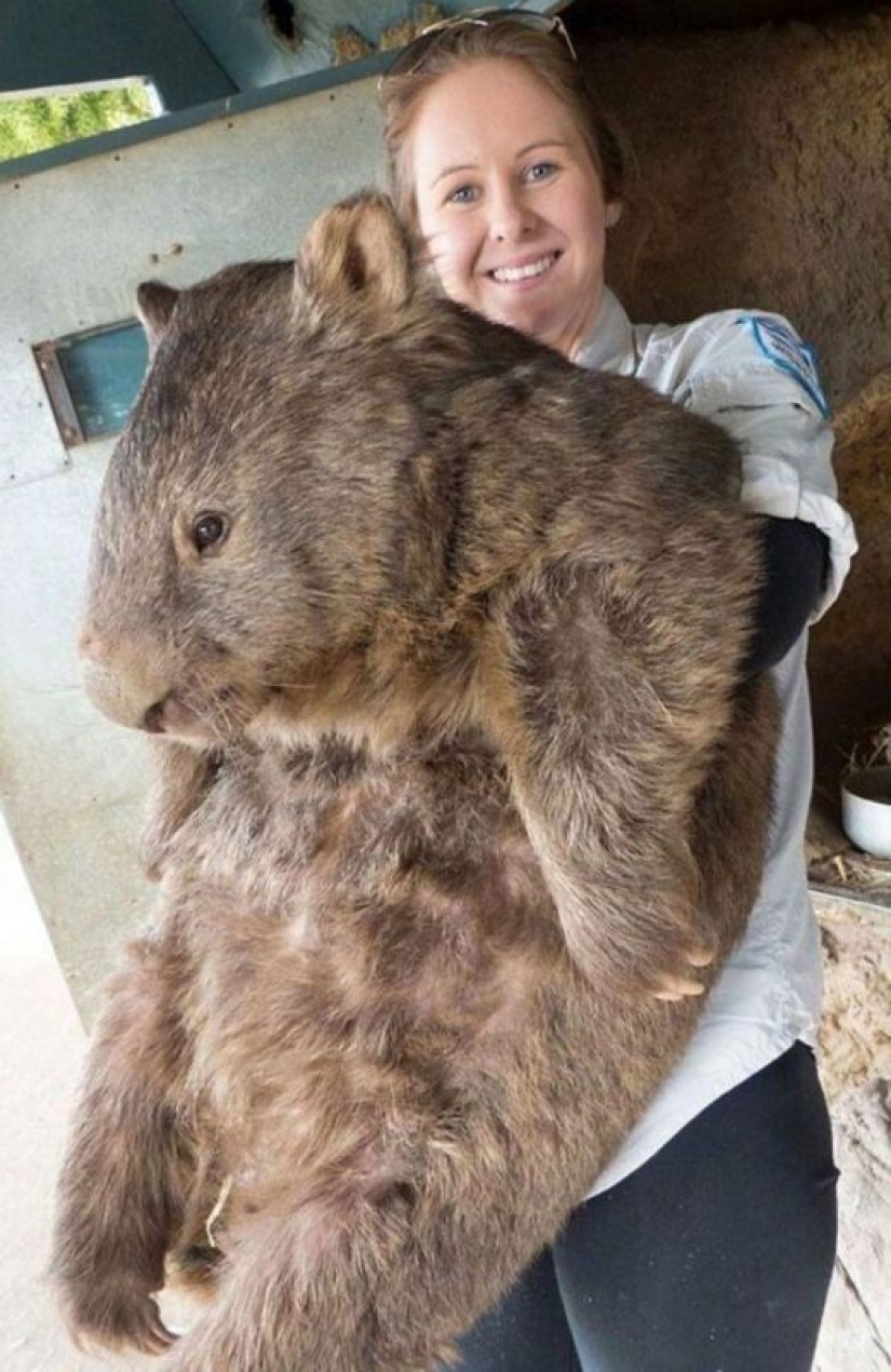 30+ animals, real sizes which will surprise you 30+ animals, real sizes which will surprise you