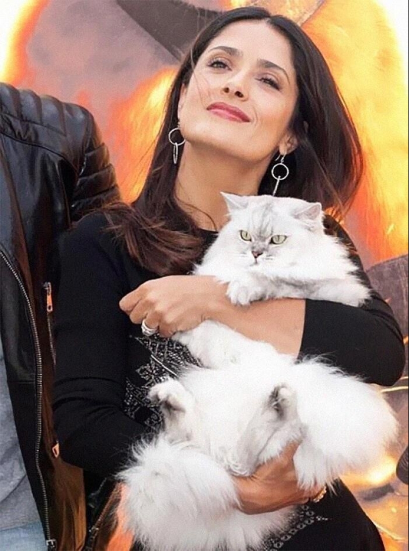 30 celebridades que aman a los gatos 30 celebridades que aman a los gatos