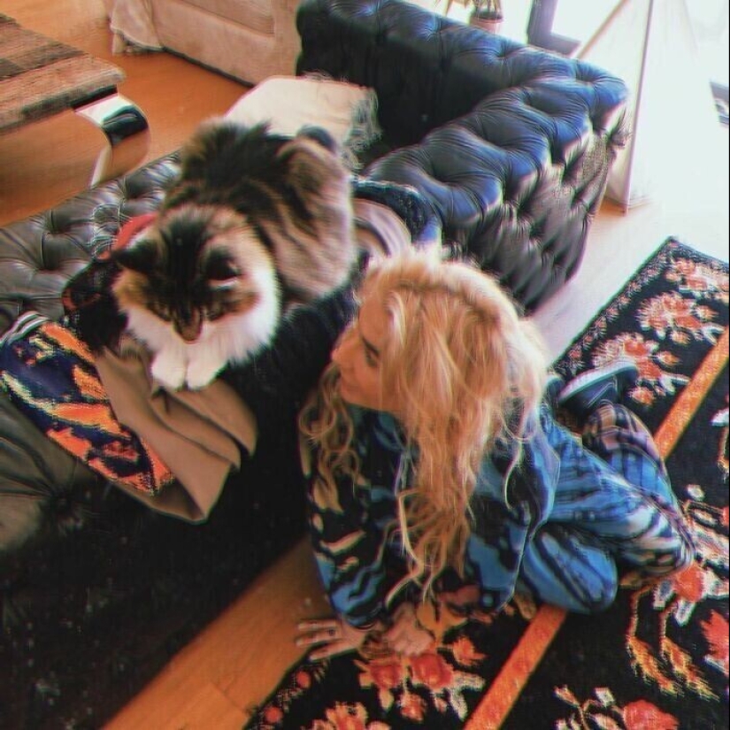 30 celebridades que aman a los gatos 30 celebridades que aman a los gatos