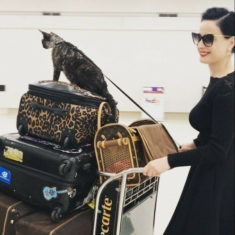 30 celebridades que aman a los gatos 30 celebridades que aman a los gatos