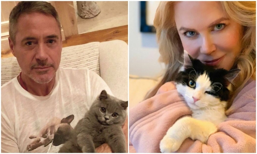 30 celebrities who love cats 30 celebrities who love cats
