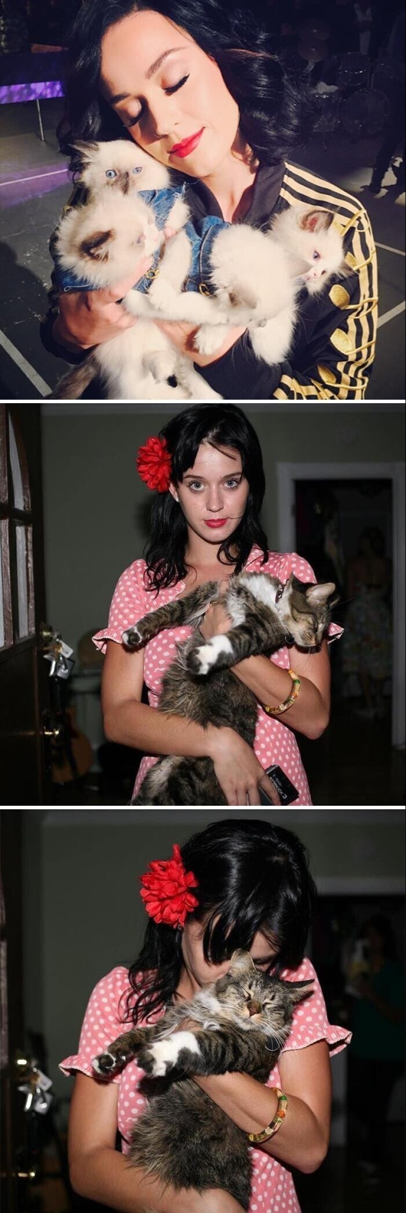 30 celebrities who love cats 30 celebrities who love cats