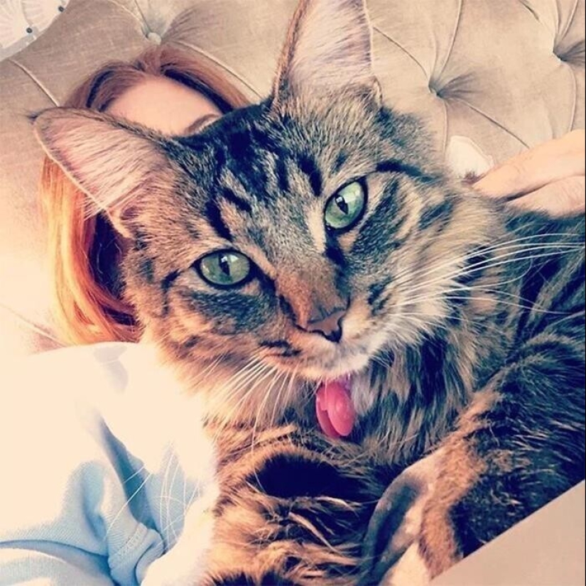 30 celebrities who love cats 30 celebrities who love cats