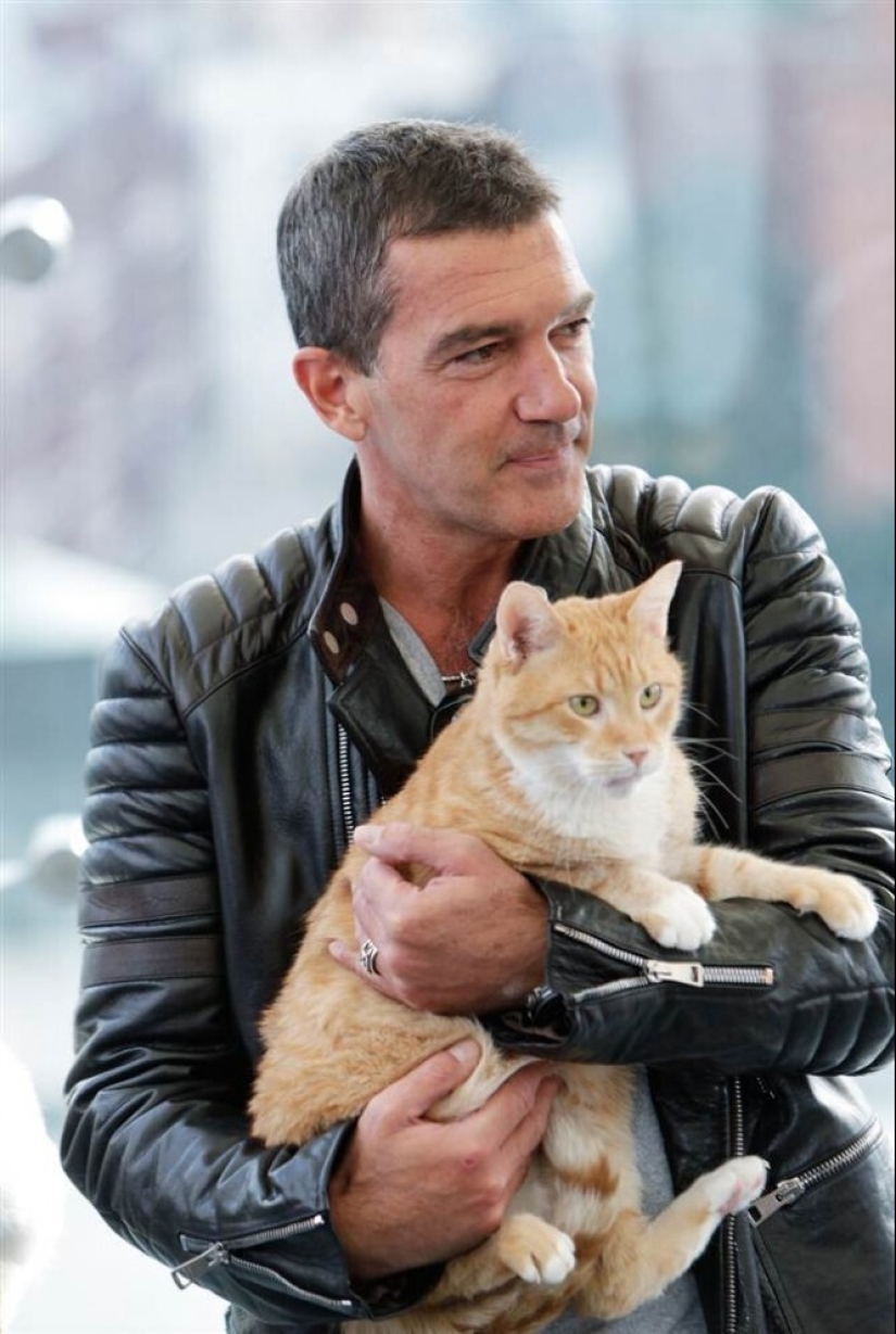 30 celebrities who love cats 30 celebrities who love cats
