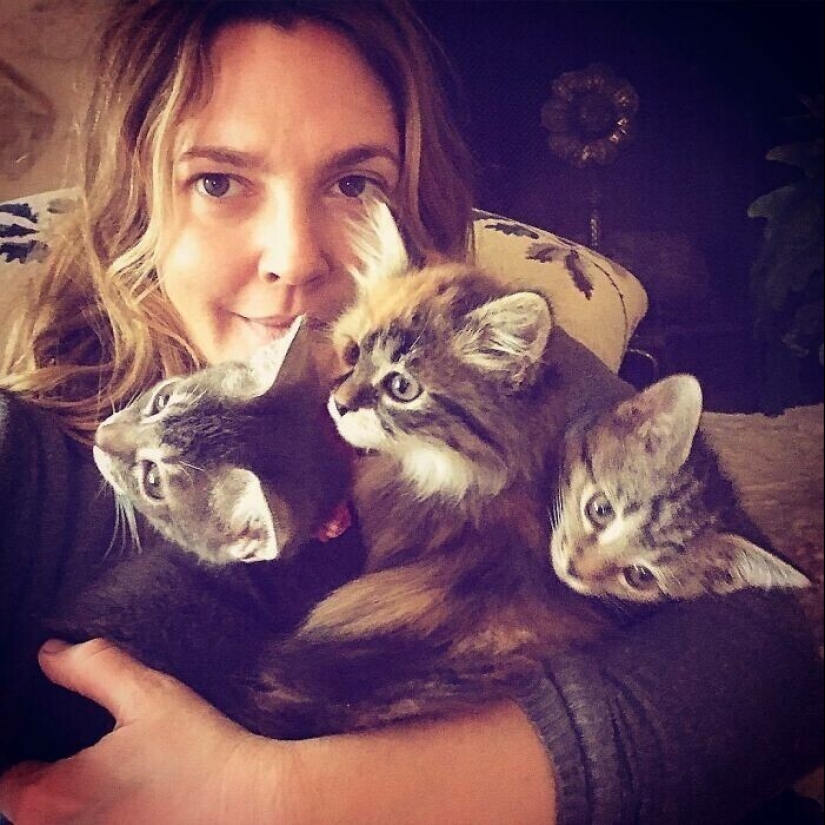 30 celebrities who love cats 30 celebrities who love cats