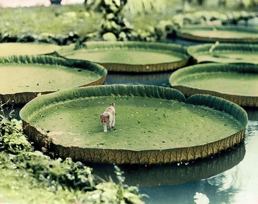 30 colorized historical photos that tell about the events of the past 30 colorized historical photos that tell about the events of the past