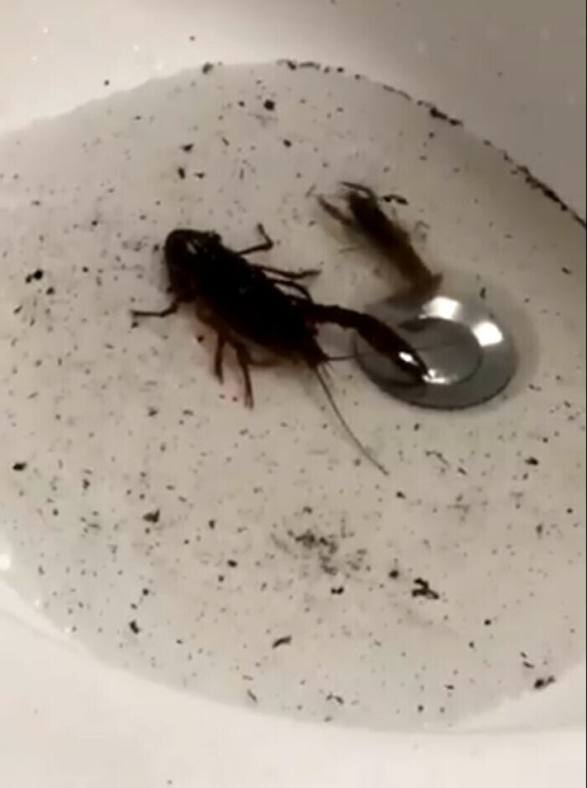 30 cosas extrañas que las niñas se encuentran en los hombres cuartos de baño y aseos