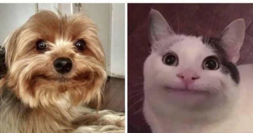 30 divertidos memes dedicados a la obra y colegas