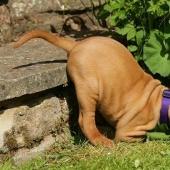 30 dogs in the most unimaginable poses in a dream