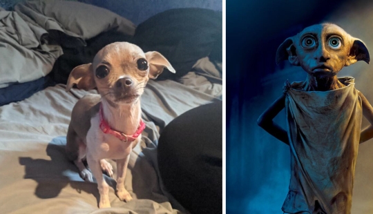 30 dogs that look like something else