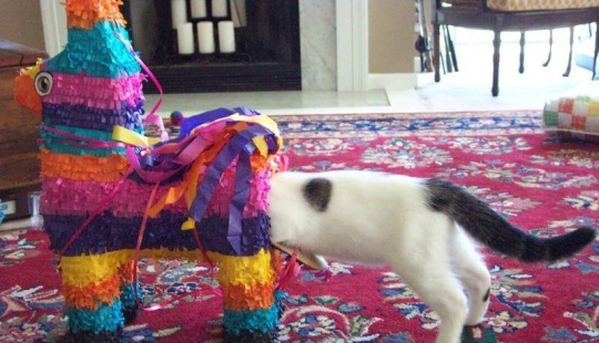 30 ejemplos de gatos demasiado curiosos