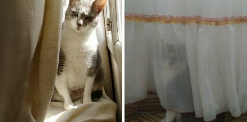 30 extraño gato hábitos, que son en el orden de las cosas