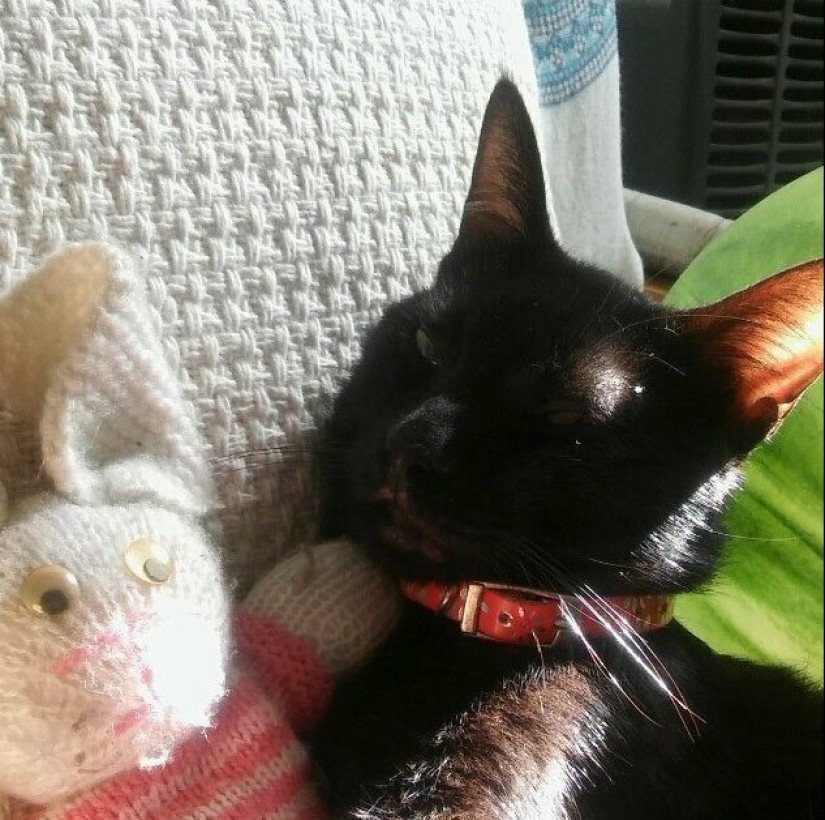 30 extraño gato hábitos, que son en el orden de las cosas