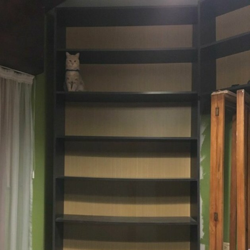 30 extraño gato hábitos, que son en el orden de las cosas