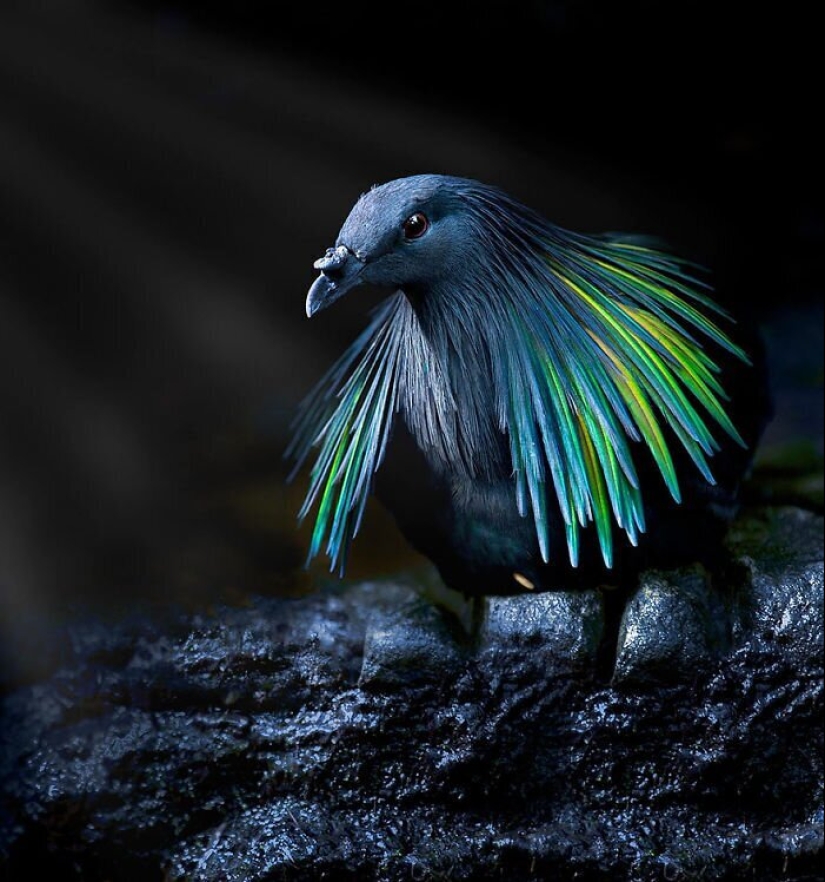 30 extremadamente hermosas aves que usted puede no haber oído hablar de 30 extremadamente hermosas aves que usted puede no haber oído hablar de