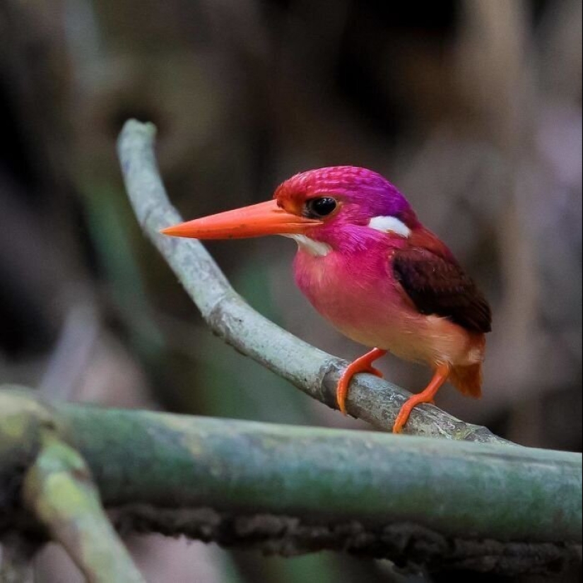30 extremely beautiful birds that you might not have heard of