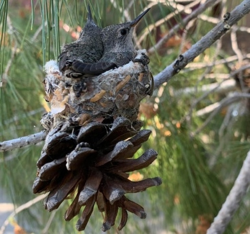 30 fotografías inusuales que demuestran que el mundo está lleno de misterios y cosas asombrosas 30 fotografías inusuales que demuestran que el mundo está lleno de misterios y cosas asombrosas