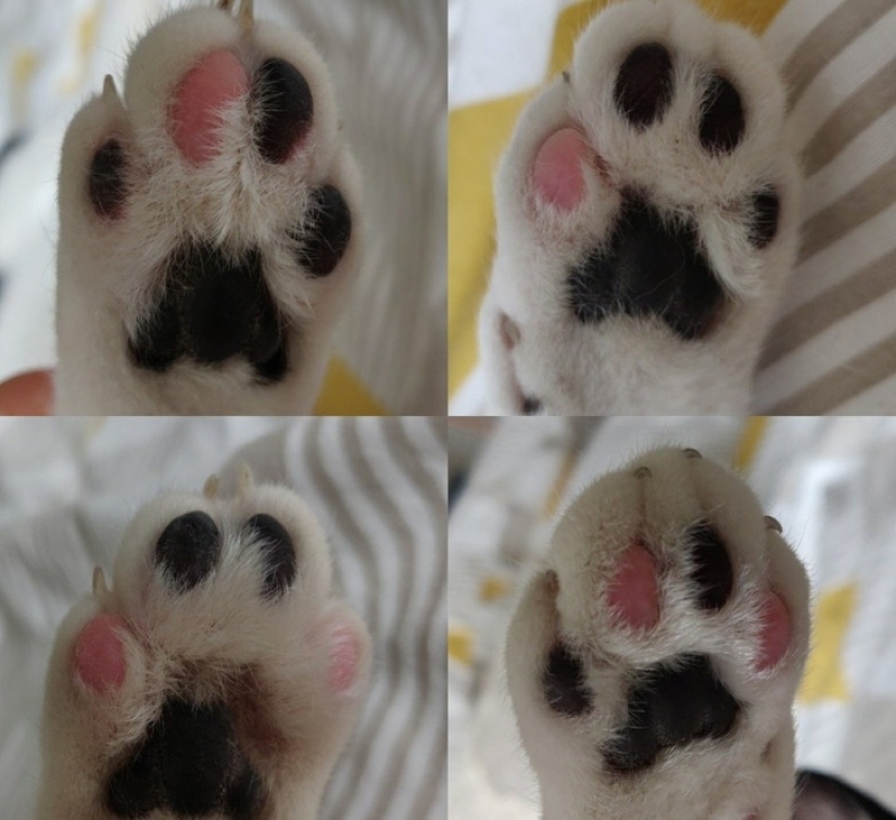 30 fotografías inusuales que demuestran que el mundo está lleno de misterios y cosas asombrosas 30 fotografías inusuales que demuestran que el mundo está lleno de misterios y cosas asombrosas