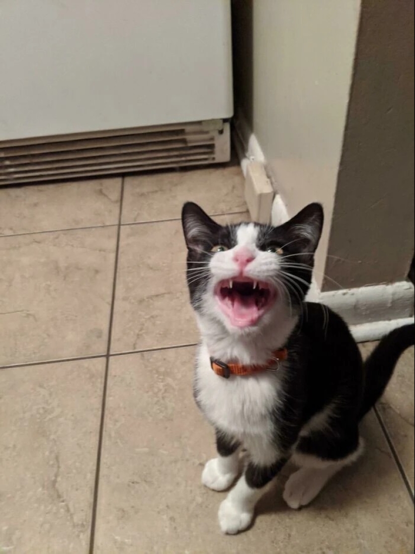 30 fotos con gatitos, cuando los miras, se puede escuchar un fuerte " Miau»