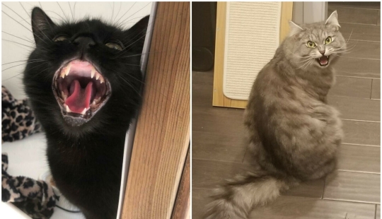 30 fotos con gatitos, cuando los miras, se puede escuchar un fuerte " Miau» 30 fotos con gatitos, cuando los miras, se puede escuchar un fuerte " Miau»