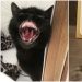 30 fotos con gatitos, cuando los miras, se puede escuchar un fuerte " Miau»