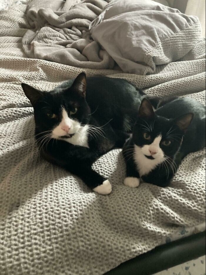 30 fotos conmovedoras de gatos y perros que han encontrado un hogar y una familia 30 fotos conmovedoras de gatos y perros que han encontrado un hogar y una familia