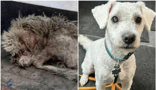 30 fotos conmovedoras de gatos y perros que han encontrado un hogar y una familia