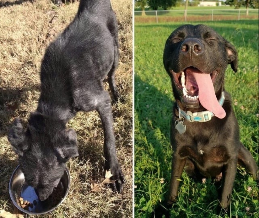 30 fotos conmovedoras de gatos y perros que han encontrado un hogar y una familia 30 fotos conmovedoras de gatos y perros que han encontrado un hogar y una familia