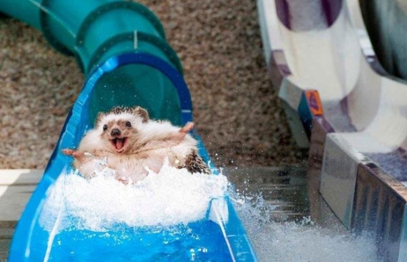 30 fotos dignas de épicas batallas de photoshop