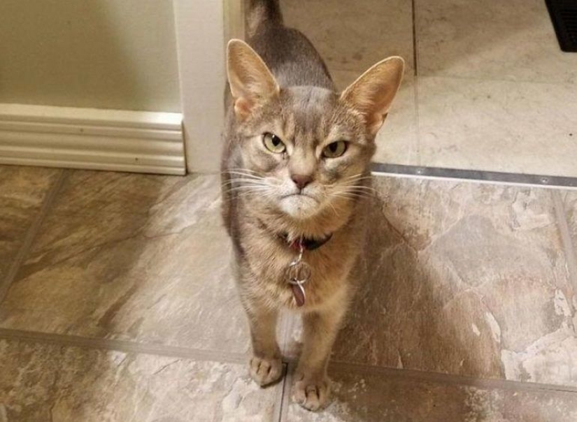 30 fotos dignas de épicas batallas de photoshop