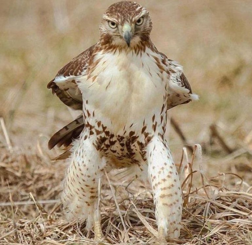 30 fotos dignas de épicas batallas de photoshop