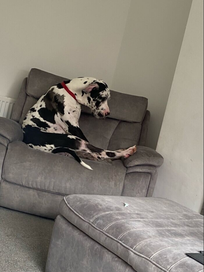 30 fotos divertidas con perros que parecen haber roto