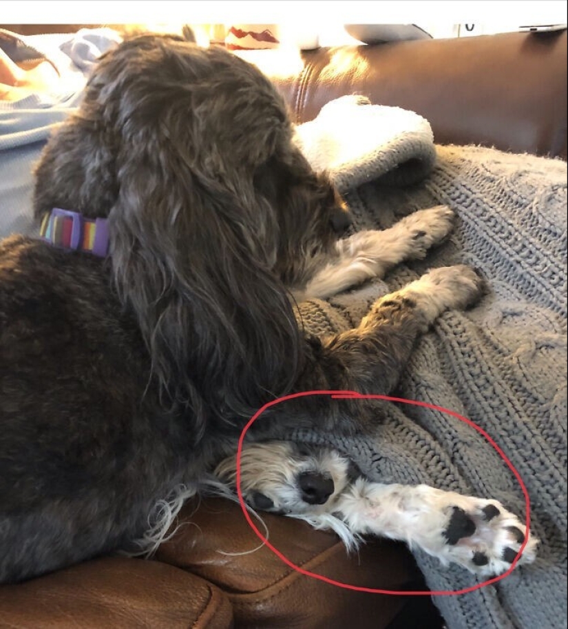 30 fotos divertidas con perros que parecen haber roto