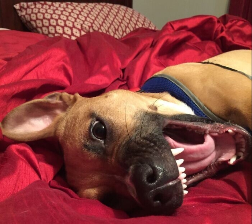 30 fotos divertidas con perros que parecen haber roto