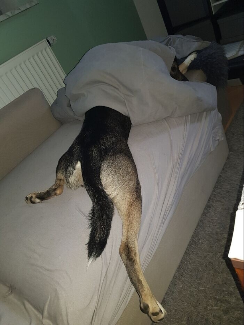 30 fotos divertidas con perros que parecen haber roto