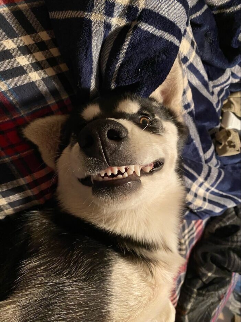 30 fotos divertidas con perros que parecen haber roto